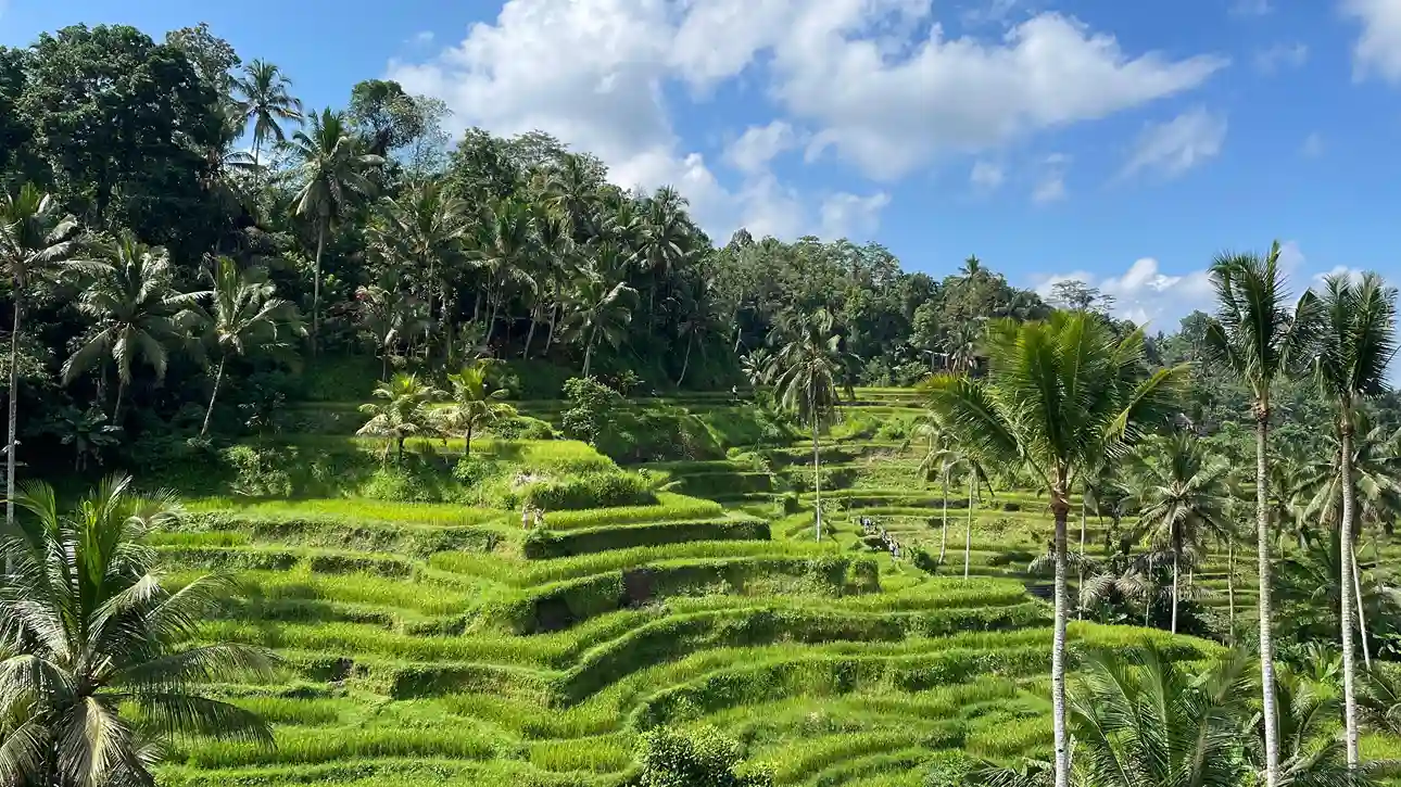 Rice terraces on a private Bali day tour